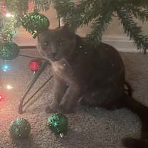 Thumbnail photo of Princess Aka Prinky #1