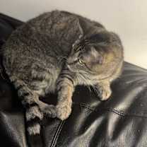 Thumbnail photo of Bell #2