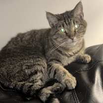 Thumbnail photo of Bell #4