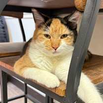 Thumbnail photo of Sookie #1