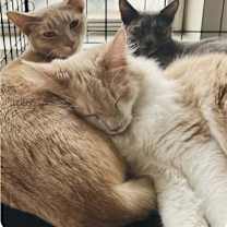 Thumbnail photo of Sweet Face #4