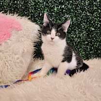 Thumbnail photo of York #1