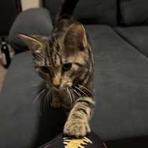 Thumbnail photo of No Name Cat😧 #4