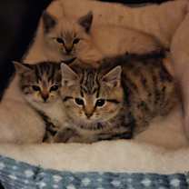 Thumbnail photo of Jalapeño  #2