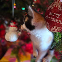 Thumbnail photo of Ribbon #4