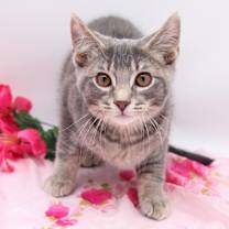 Thumbnail photo of Bryde II #2