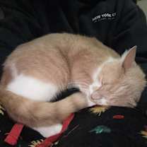 Thumbnail photo of Piper #1