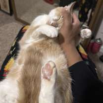 Thumbnail photo of Piper #3