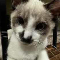 Thumbnail photo of Rocket #1