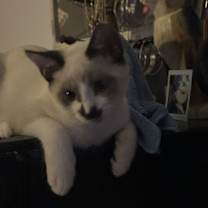 Thumbnail photo of Rocket #2