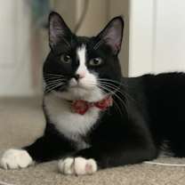 Thumbnail photo of Baby kitty #1