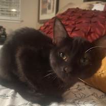 Thumbnail photo of Silky #2