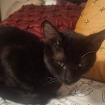 Thumbnail photo of Silky #3