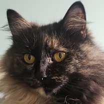 Thumbnail photo of Blossum #2