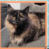 Thumbnail photo of Blossum #4