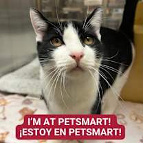 Thumbnail photo of Evens Cape #3