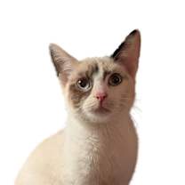 Thumbnail photo of Snow Flake Bryant #1