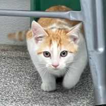 Thumbnail photo of Yellow Line #1