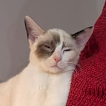 Thumbnail photo of Snow Flake Bryant #2