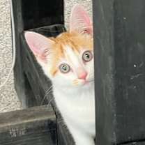 Thumbnail photo of Yellow Line #3