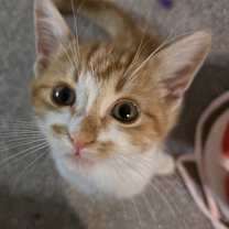 Thumbnail photo of Candy Corn #1