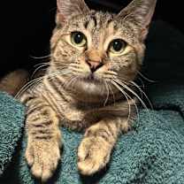 Thumbnail photo of Barbie (and Crypto) #3