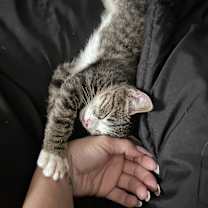 Thumbnail photo of Charli #1