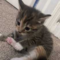 Thumbnail photo of Charli #3