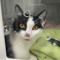 Thumbnail photo of Daisy #2