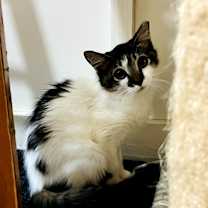 Thumbnail photo of Pugsley #3