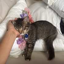 Thumbnail photo of Sammy #4