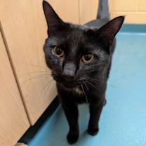 Thumbnail photo of Willow #3