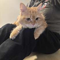 Thumbnail photo of Mokka (part Persian) #4