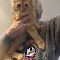 Thumbnail photo of Candy & Ramos (Persian kitten) #1