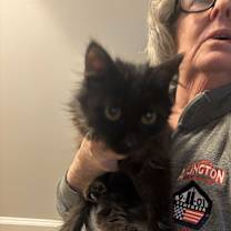 Thumbnail photo of Candy & Ramos (Persian kitten) #4