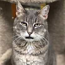 Thumbnail photo of Braveheart #1