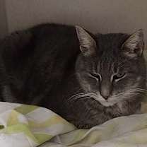 Thumbnail photo of Braveheart #2