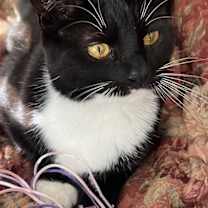 Thumbnail photo of Coco Anna #2