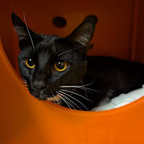 Thumbnail photo of Bruno #1