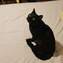 Thumbnail photo of Pumpkin #2