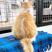 Thumbnail photo of Fluffernutter  #2