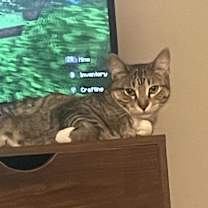 Thumbnail photo of Sock #3