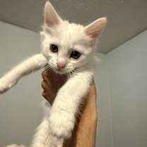 Thumbnail photo of Rocket #2