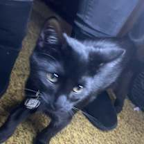 Thumbnail photo of Salem Waffle Johnson #1