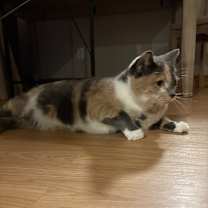 Thumbnail photo of Rosy #1