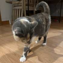 Thumbnail photo of Rosy #4