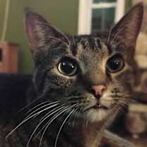 Thumbnail photo of Harvey #1