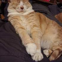 Thumbnail photo of Noodles #2