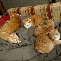 Thumbnail photo of Noodles #4