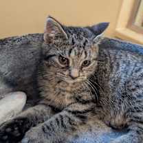 Thumbnail photo of Dolce #2